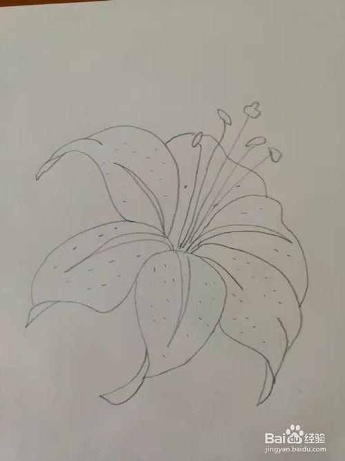 如何画百合花简笔画百合花简笔画怎么画怎么画一只好看的百合花怎么画