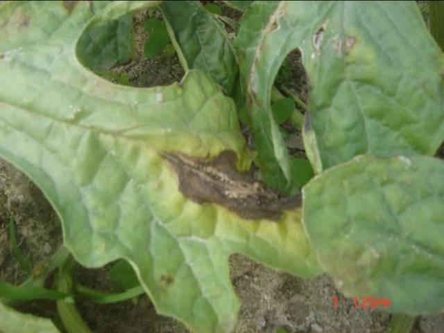 西瓜蔓枯病图片