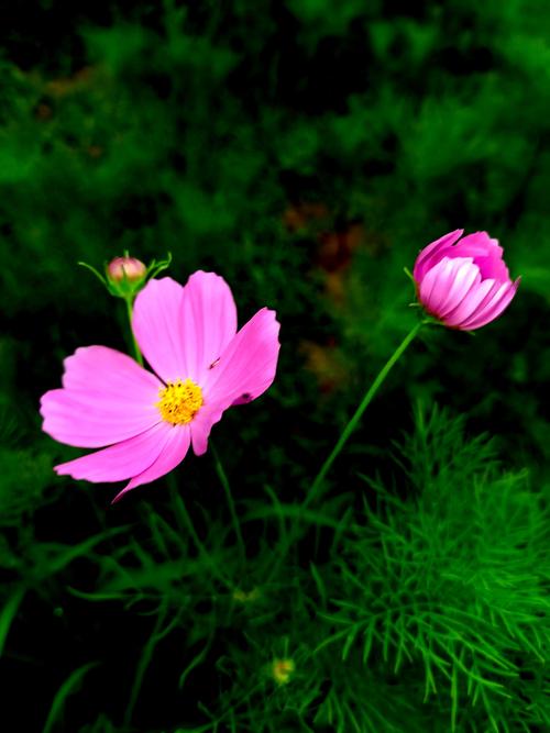 其它 格桑花 写美篇 格桑花的花语是:幸福和珍惜眼前人.