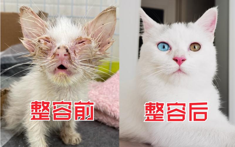 给一只超丑奶猫做整容整个猫生因此而改变