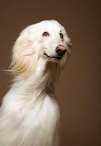 白毛犬图片_白毛犬设计素材