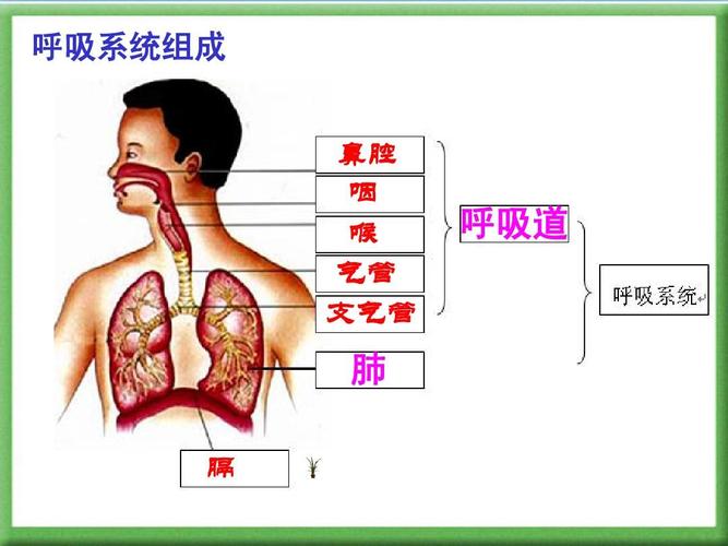 呼吸系统组成 鼻腔 咽 喉 气管 支气管 呼吸道 肺 膈