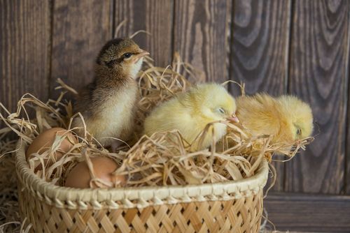 关键词:可爱小鸡图片小鸡家禽小动物动物世界空中飞鸟生物世界图片