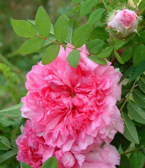 中国古老月季花——十六夜蔷薇