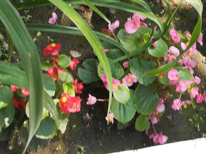 玻璃翠花