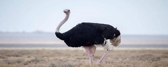 鸵鸟吃什么食物