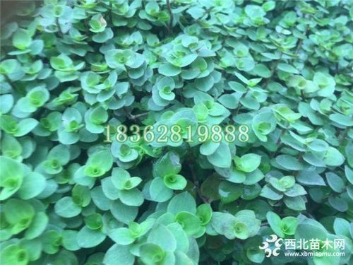 锦竹草价格