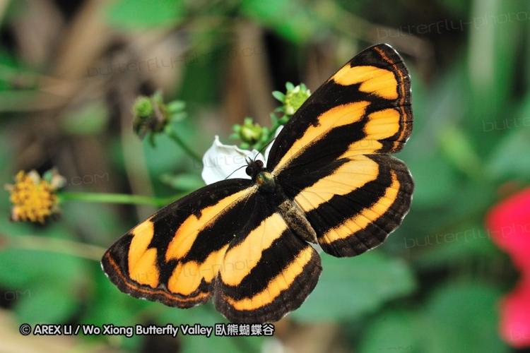 pantoporia hordonia 金蟠蛱蝶/金三线蛱蝶