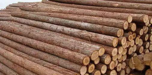 5.梓木木材纹理甚细,香气袭人,能避虫害,但较易爆裂.