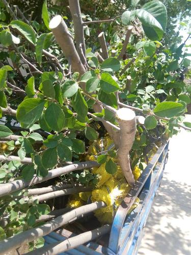 春季移栽木瓜树的四点技术介绍