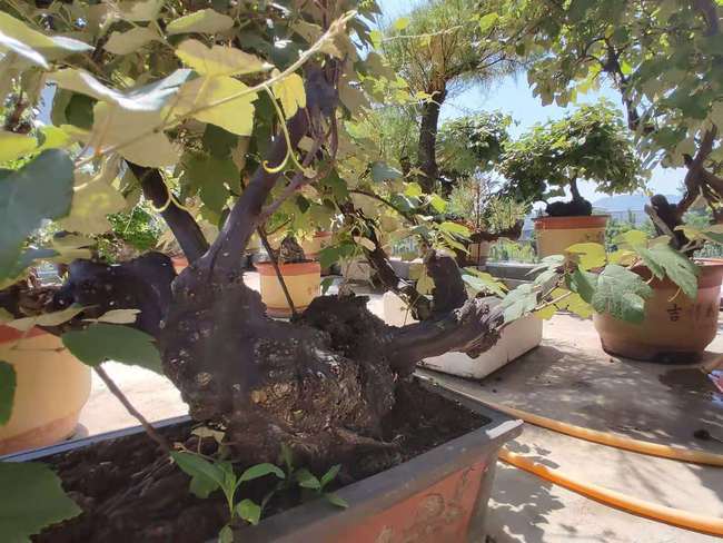 老桩新姿呈美景!台儿庄涧头集村民白冰父子酷爱树桩盆景