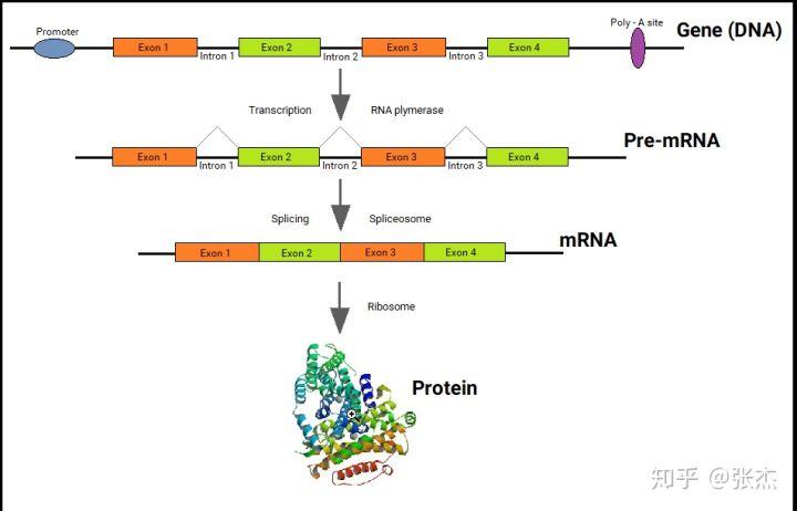 能否简单易懂的介绍外显子(exon),内含子(intron),cds