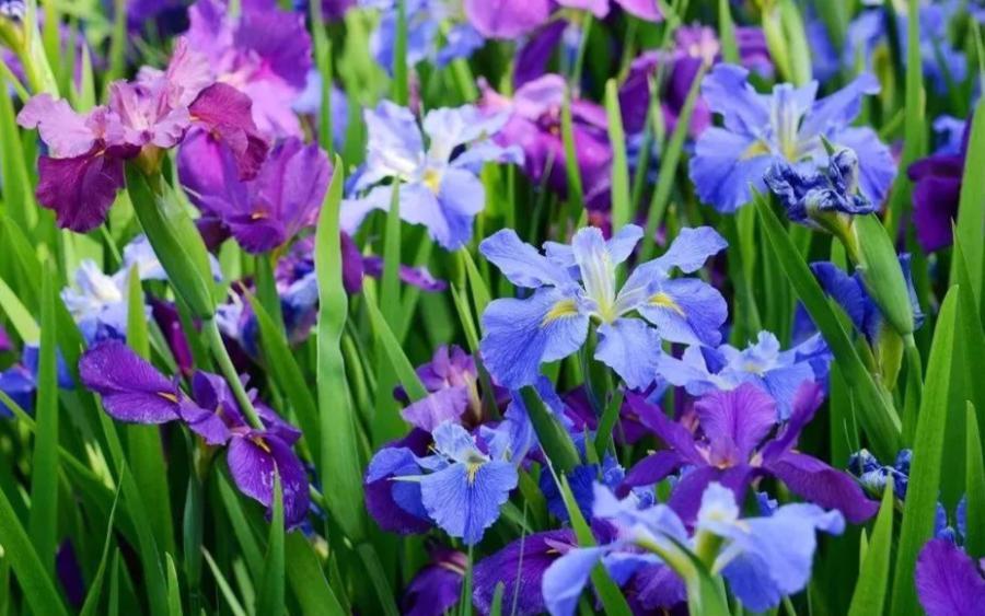 沪上鸢尾迎来盛花期缤纷如彩虹