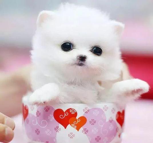 漂亮的宠物狗都在这里