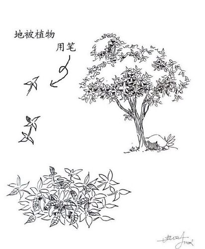绘画#一些实用的 植物速写技法