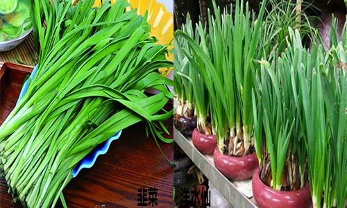 偷洋水仙包饺中毒 洋水仙是什么?