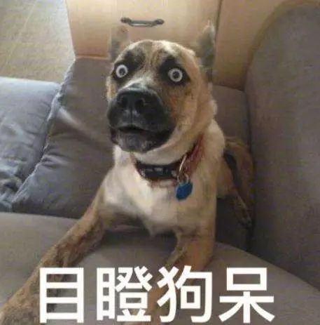 "一口气连用十一个 "狗 " 字,疯狂输出,而且还用排比句增强了骂人的