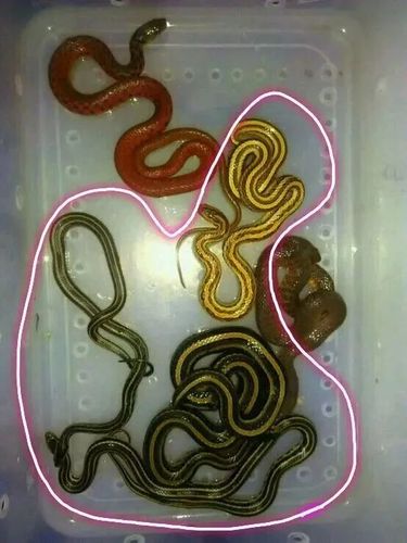 寄生虫小王子——红纹滞卵蛇