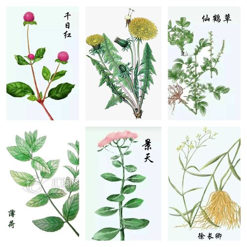 中医药文化进校园——《手绘中药材》