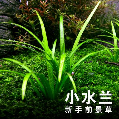 水草新手中小水前景手中皇冠鱼缸旦头红旦装饰水草