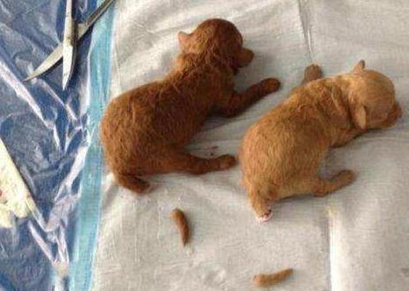 泰迪为什么要断尾?这几个原因,你要清楚