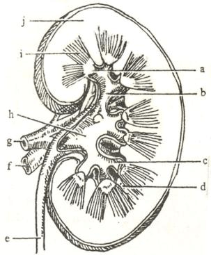 6,右肾冠状切面