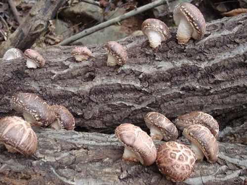 香菇干货蘑菇野生椴木冬菇金钱菇农家精选花菇菌种特价新货250g