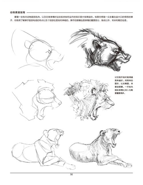 动物素描指南—从动作形态 结构 解剖让你掌握绘画动物的诀窍---西方