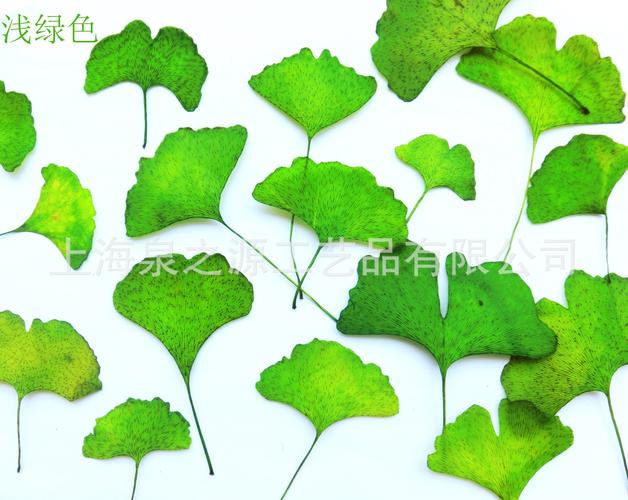 多彩银杏叶标本树叶艺术玻璃隔橱窗饰品儿童押花材料干花礼品批发