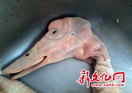 商贩塞油脂鸭子长出"鹅头" 教您如何分辨(组图)