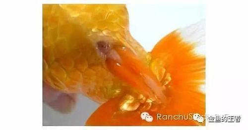 技巧| 3张图告诉你,迅速判断金鱼性别!