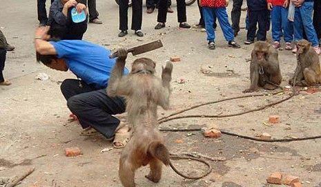 猴子起义暴打耍猴人(图)