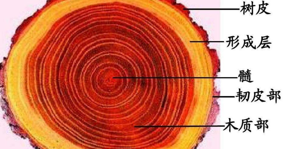 树干的横切面,导管就存在于木质部中. 图片来源:da-quan.net)