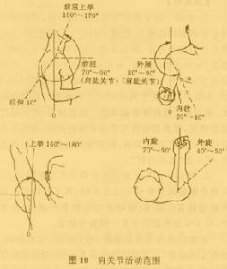 肩关节外展活动