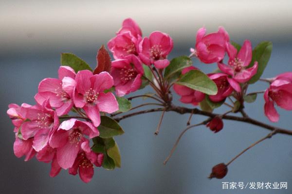 西府海棠和垂丝海棠的区别,五个明显特征很容易分辨