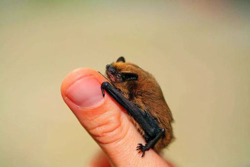 5 厘米到 12 厘米不等;全世界最小的基蒂氏猪鼻蝙蝠翼距只有 14 厘米