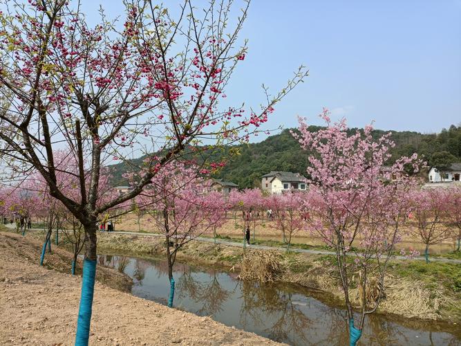 醉美湘潭七星村200亩樱花争相怒放