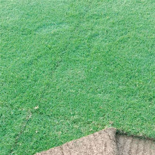 出售 狗牙根百慕大草坪草皮 楼顶阳台草坪草皮 市政绿化护坡美化草坪