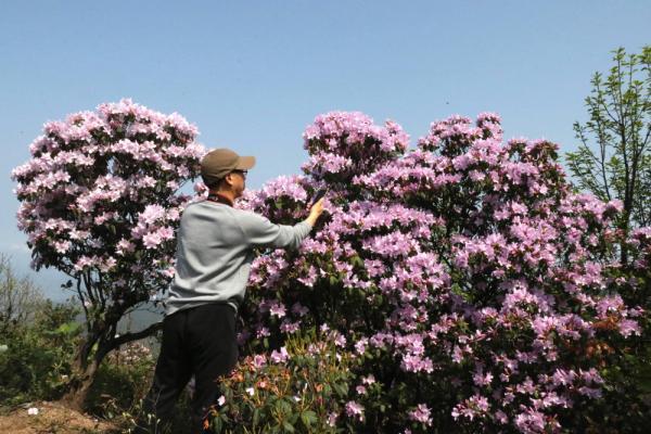 衡山:数千亩高山野生鹿角杜鹃竞相绽放
