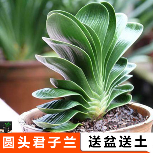 君子兰盆栽_君子兰苗盆栽精品绿植室内花卉圆头和尚5年大苗带花当年