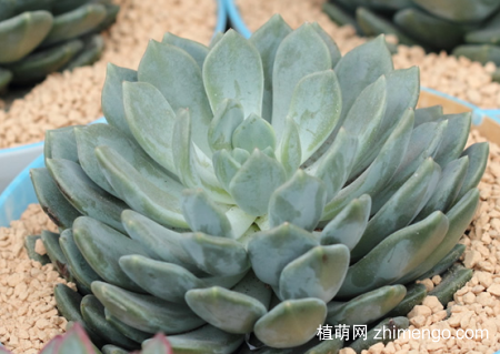 胖美人多肉植物图片