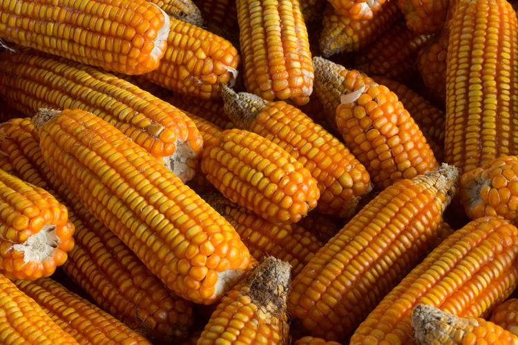 老玉米,熟食,玉米棒,玉米