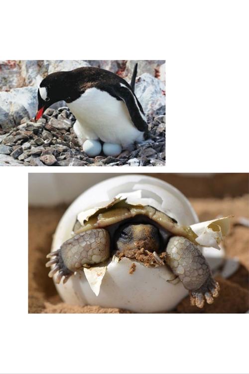 动物集结号《一》