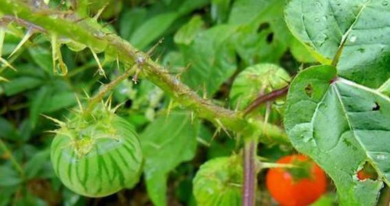 农村路边生长的牙痛果能治牙痛是珍贵草药若遇到请珍惜