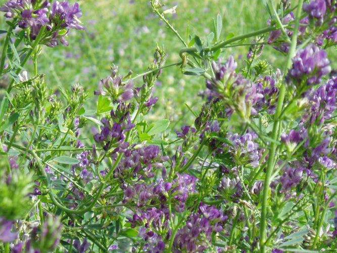 首页 牧草种子 紫花苜蓿一亩地撒播种子的用种量在8斤左右,包衣的紫花