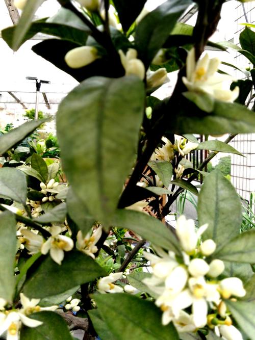 桔子树是柑橘属下的植物,常绿小乔木,春天开花,秋天收