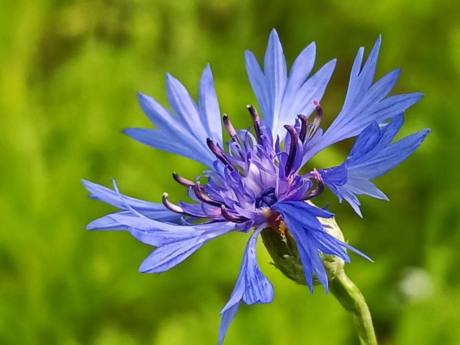 矢车菊【首发】