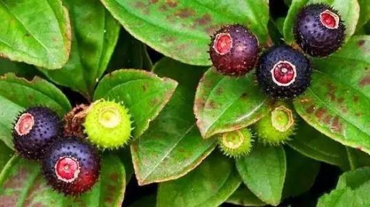 防止野果子中毒手抄报 防止溺水手抄报