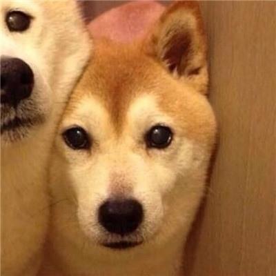 搞笑动物萌宠情侣头像一人一张心动是一个人的措手不及