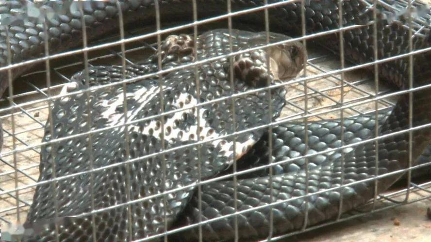 南宁某小区出现剧毒眼镜蛇,捕蛇人说:肯定不止一